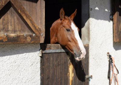 Les chevaux d'Anaïs