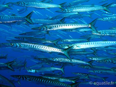 Barracudas