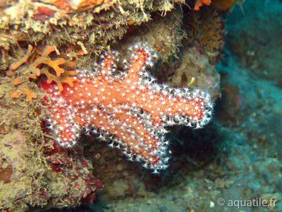 Corail Rouge (Alcyon)