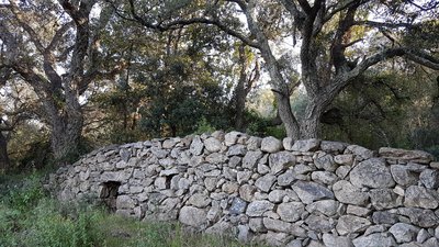 casot et champ d'oliviers