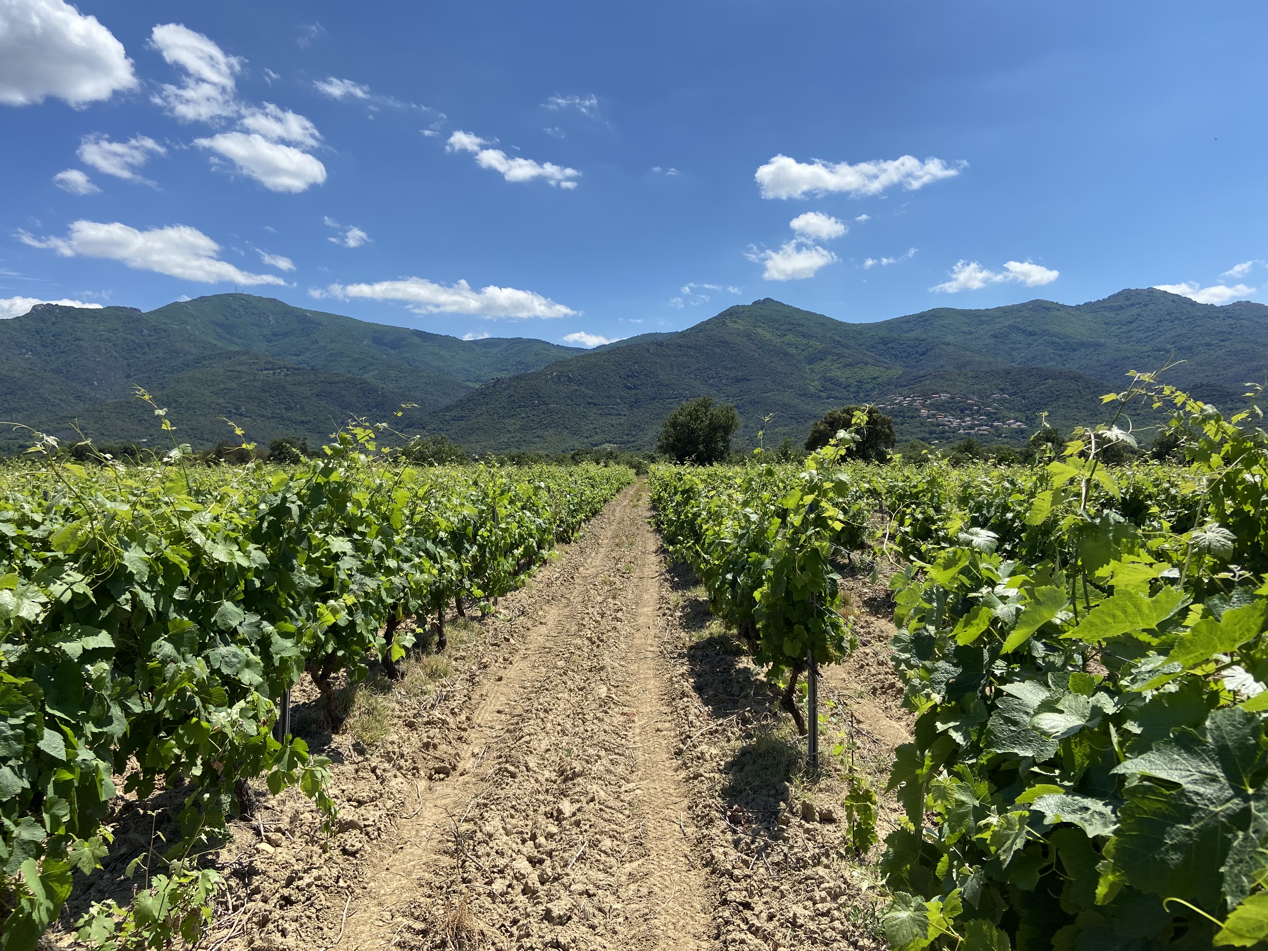 Vignes Route des cols