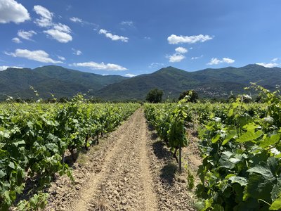 Vignes Route des cols