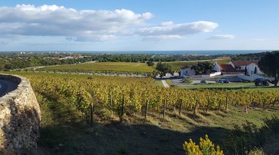 Vignes du Château de Valmy